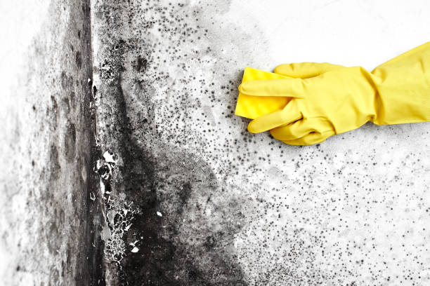 Best Toxic Mold Removal  in Washington, PA