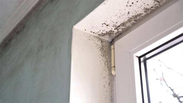 Professional Mold Removal in Washington, PA